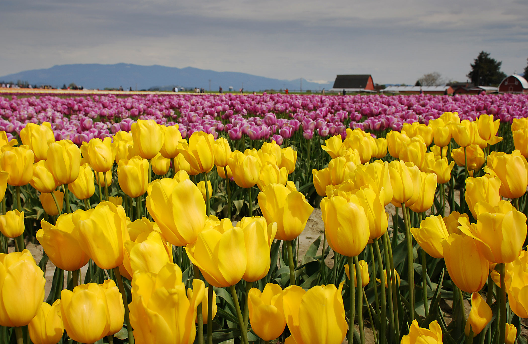 Los tulipanes son un símbolo Nacional de Holanda