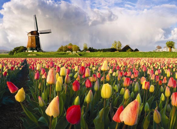Molinos y Tulipanes en Holanda